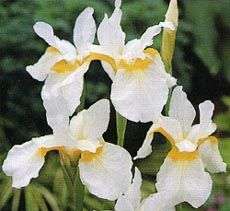 Iris - sibirica White Swirl